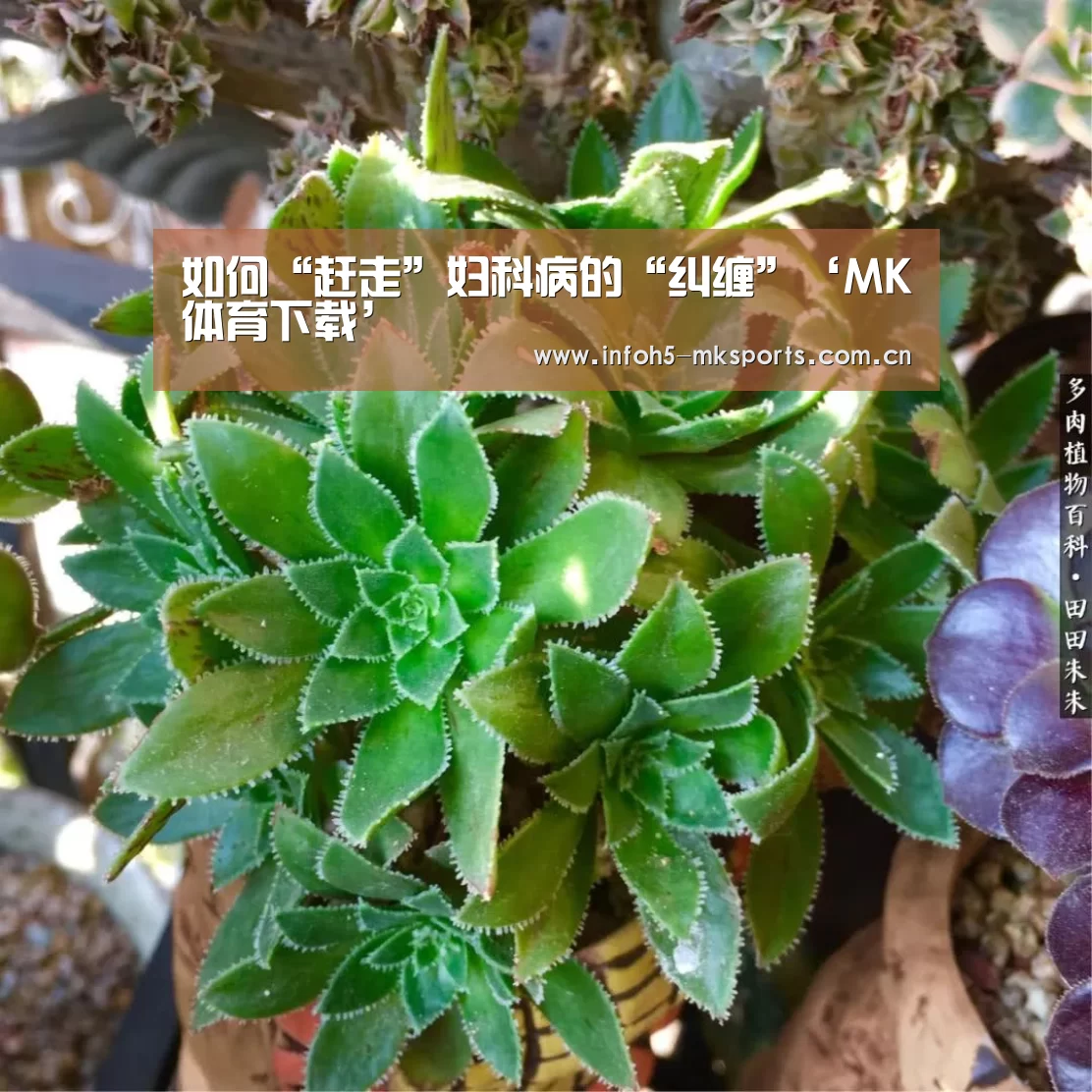 如何“赶走”妇科病的“纠缠”‘MK体育下载’(图2) MK体育官方网站