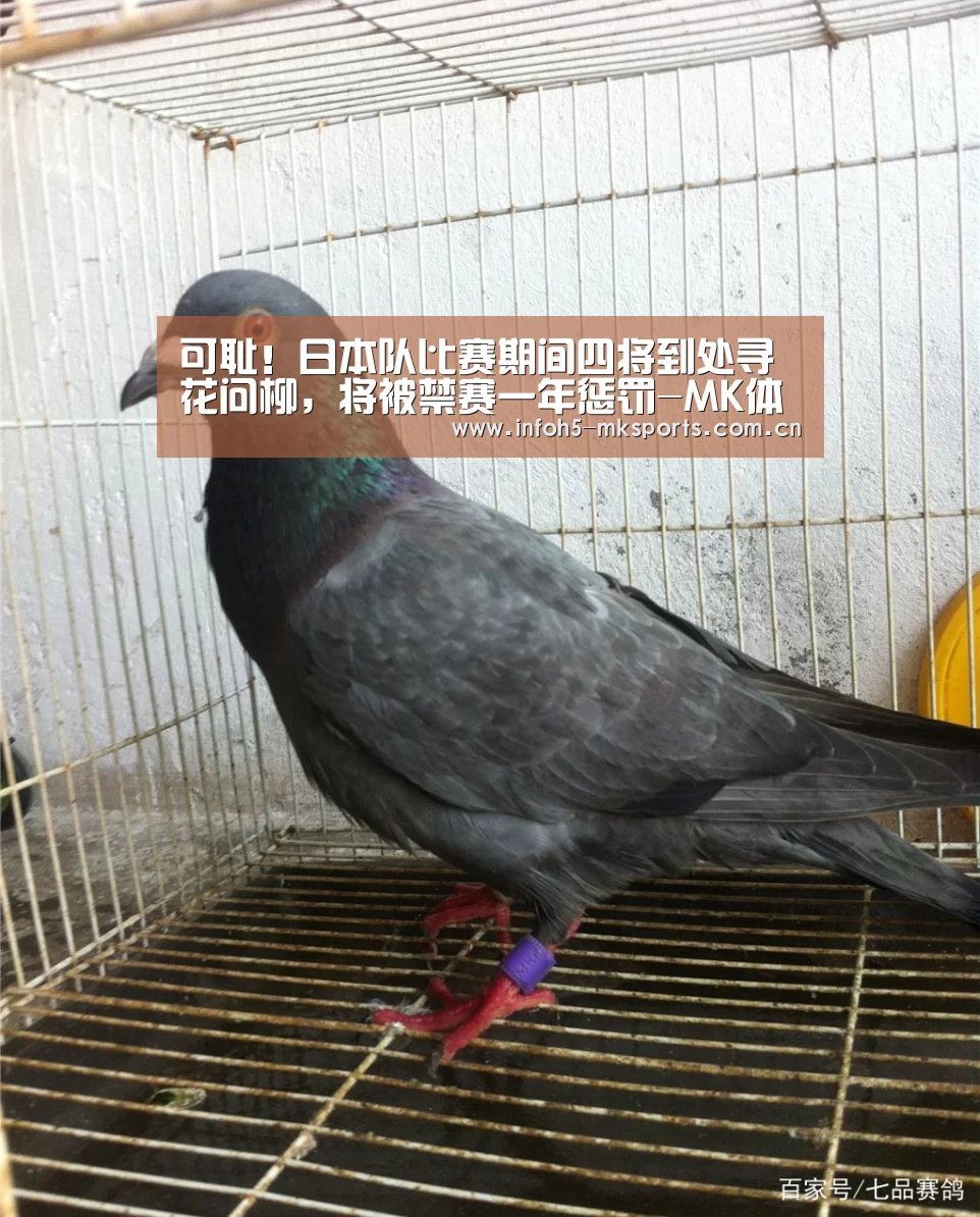 MK体育下载